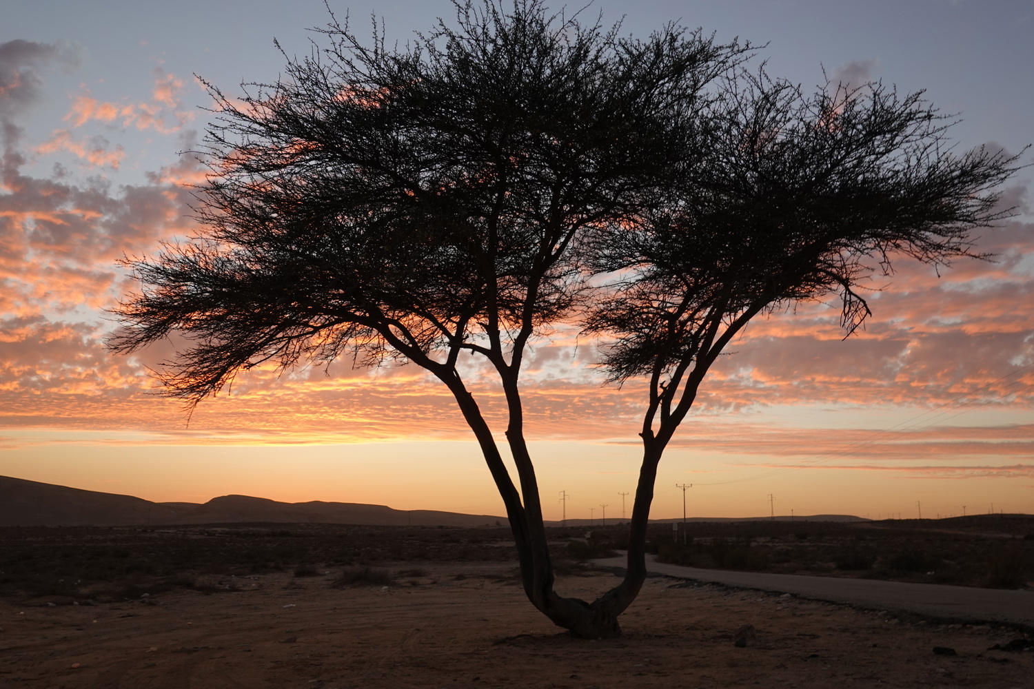 Acacia raddiana 2024