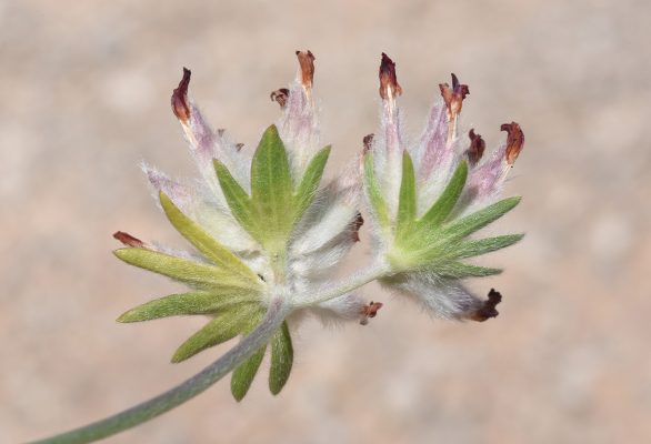Anthyllis vulneraria L.