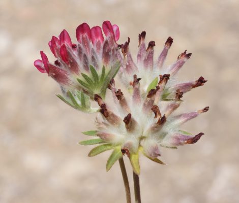Anthyllis vulneraria L.