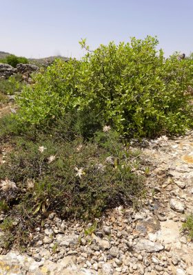 Anthyllis vulneraria L.