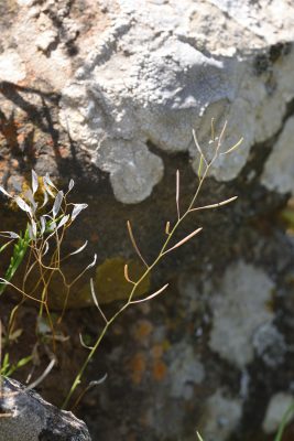 תודרנית לבנה Arabidopsis thaliana (L.) Heynh.