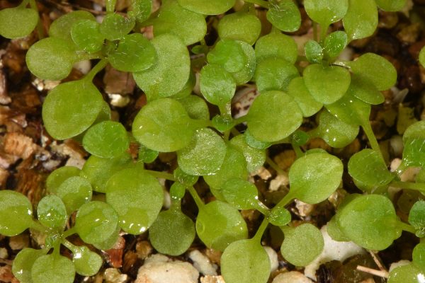 תודרנית לבנה Arabidopsis thaliana (L.) Heynh.