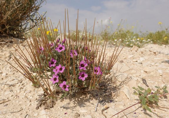 Erodium crassifolium L'Her.
