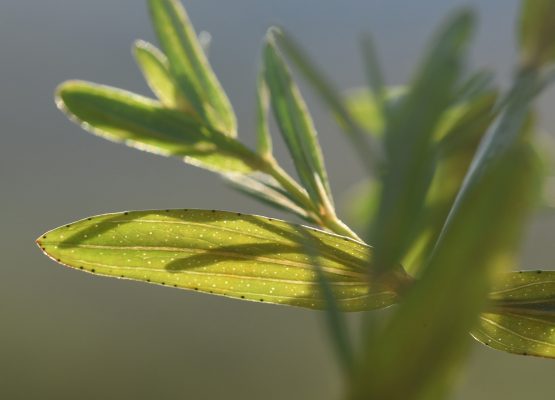 Hypericum perforatum L.