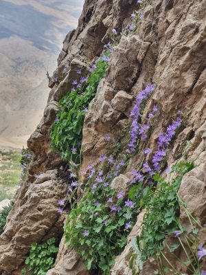 פעמונית הצלצל Campanula cymbalaria Sm.