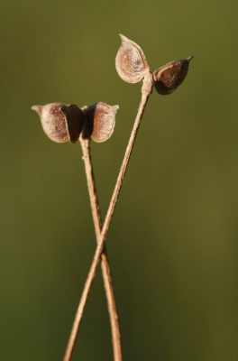 Ranunculus constantinopolitanus (DC.) D’Urv.