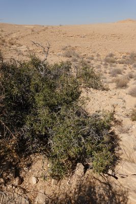 אשחר דו-זרעי Rhamnus disperma Boiss.