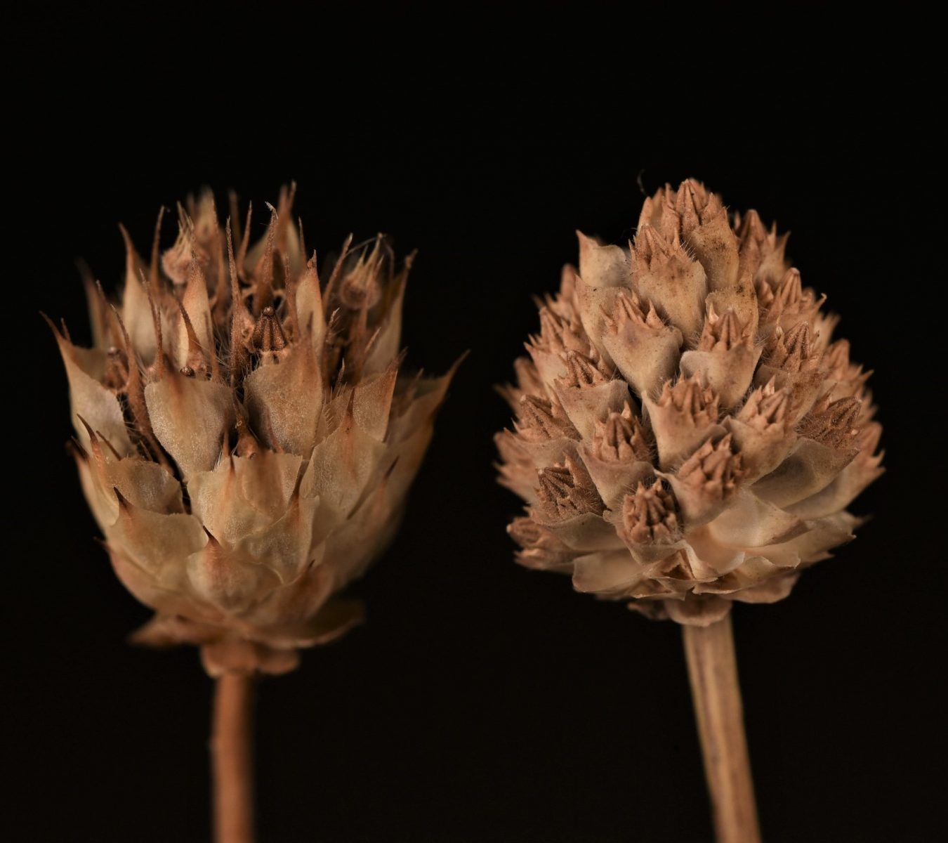Cephalaria setosa Boiss. & Hohen. | Flora of Israel and adjuscent areas