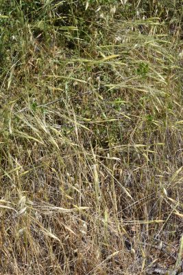חיטת הבר Triticum dicoccoides (Koern. ex Asch. & Graebn.) Schweinf.