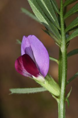 בקיה תרבותית Vicia sativa L.