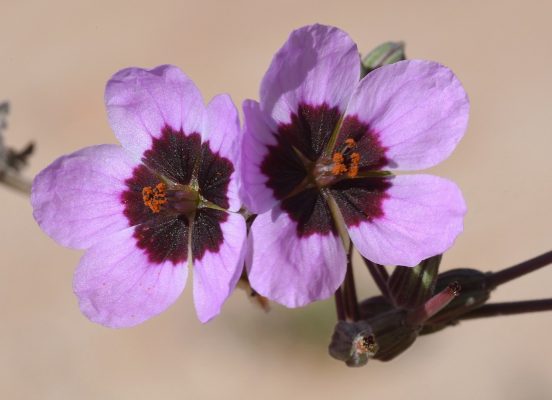 Erodium crassifolium L'Her.