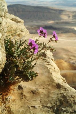 Erodium crassifolium L'Her.