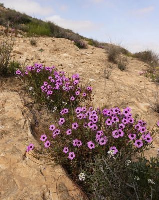 Erodium crassifolium L'Her.