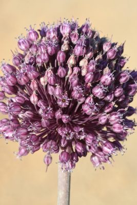 שום גבוה Allium ampeloprasum L.