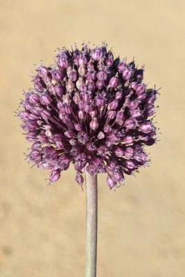 שום גבוה Allium ampeloprasum L.