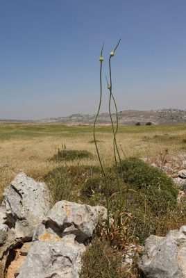 שום גבוה Allium ampeloprasum L.