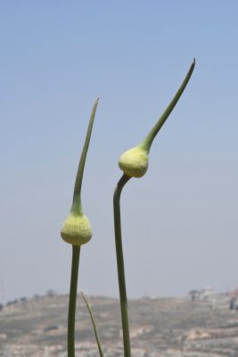 שום גבוה Allium ampeloprasum L.