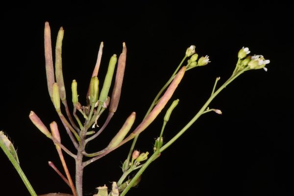תודרנית לבנה Arabidopsis thaliana (L.) Heynh.