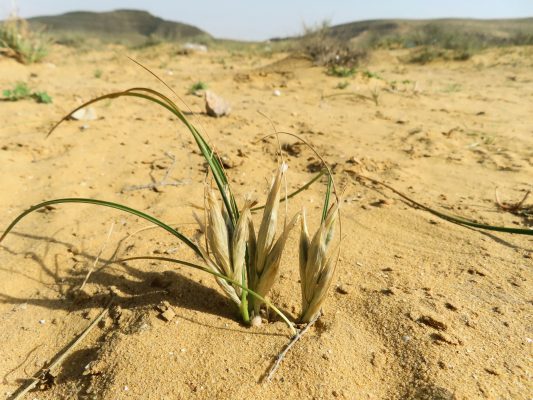 Moraea sisyrinchium (L.) Ker-Gawler