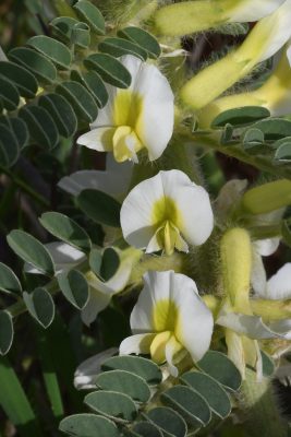 קדד פיינברון Astragalus aleppicus Boiss.