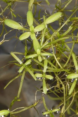 טובענית העוקצים Callitriche brutia Petagna
