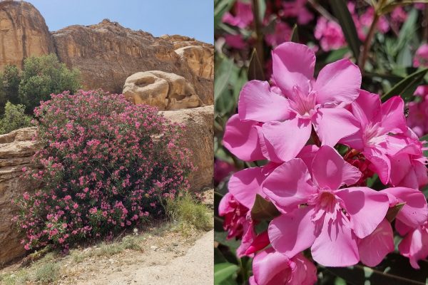 Nerium oleander L.