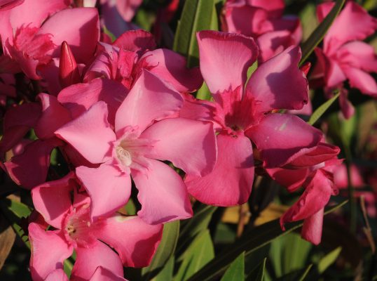 Nerium oleander L.