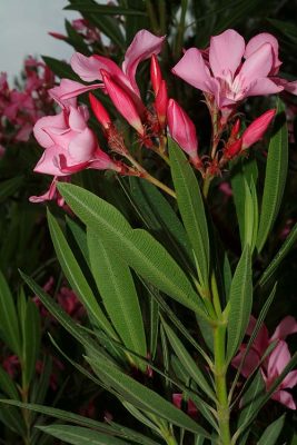 Nerium oleander L.