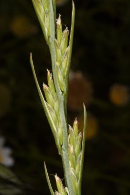 Lolium temulentum L.