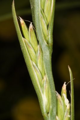 Lolium temulentum L.