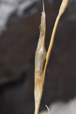 Moraea sisyrinchium (L.) Ker-Gawler
