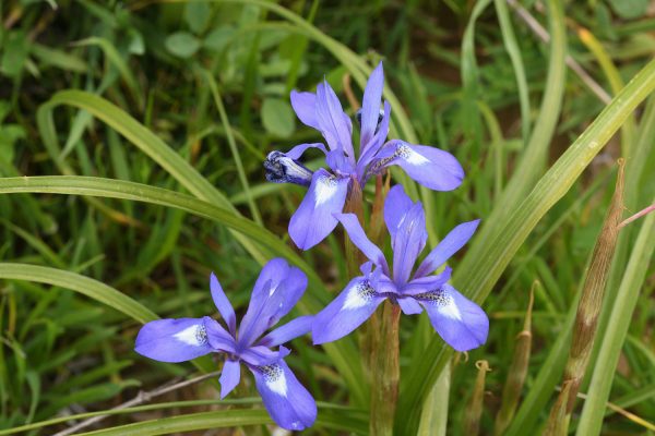 Moraea sisyrinchium (L.) Ker-Gawler