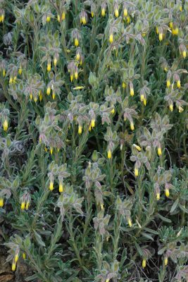 סומקן מעוצה Onosma frutescens Lam.