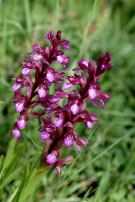 Anacamptis papilionacea (L.) R.M.Bateman, Pridgeon & M.W.Chase