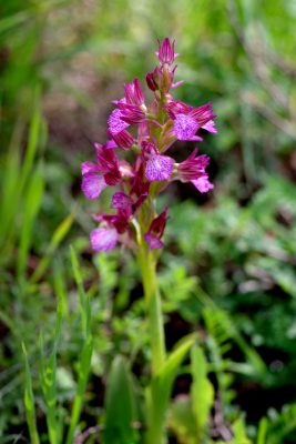 Anacamptis papilionacea (L.) R.M.Bateman, Pridgeon & M.W.Chase