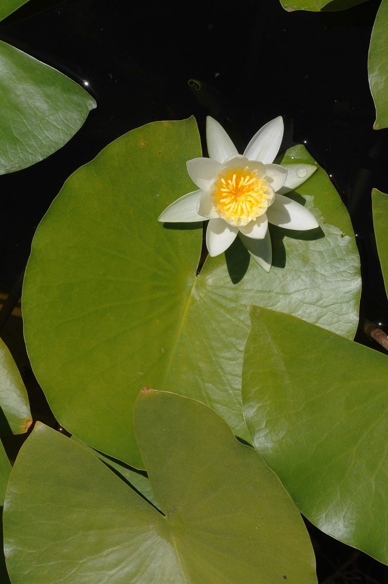Nymphaea_alba9_250-797x1200.jpg