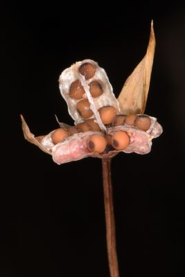 Romulea bulbocodium (L.) Sebastiani & Mauri