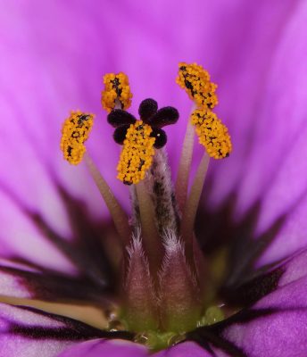 Erodium crassifolium L'Her.