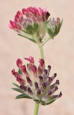 Anthyllis vulneraria L.