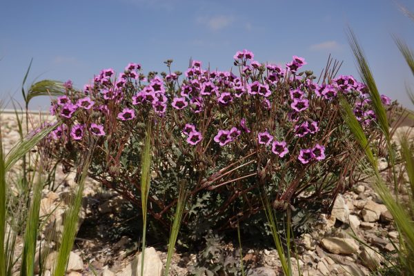 Erodium crassifolium L'Her.