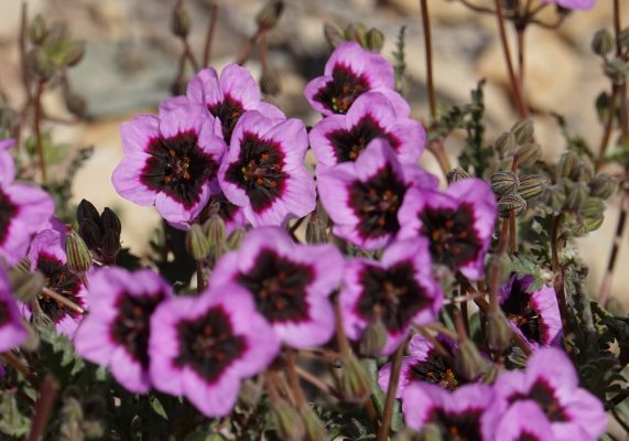 Erodium crassifolium L'Her.