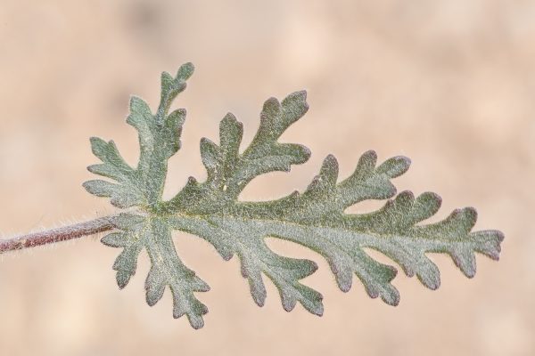 Erodium crassifolium L'Her.