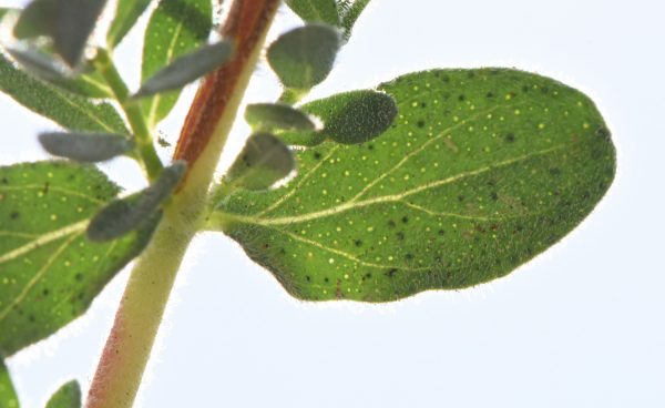 Hypericum perforatum L.