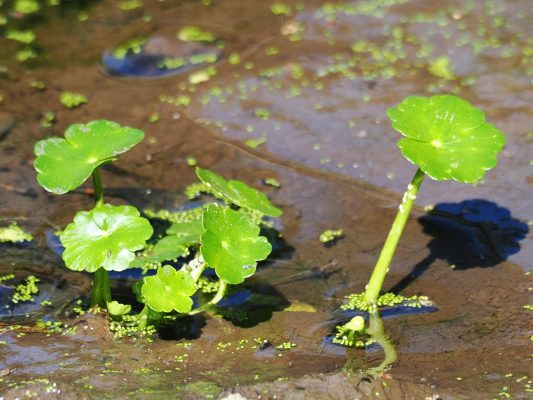 Hydrocotyle ranunculoides L.f.