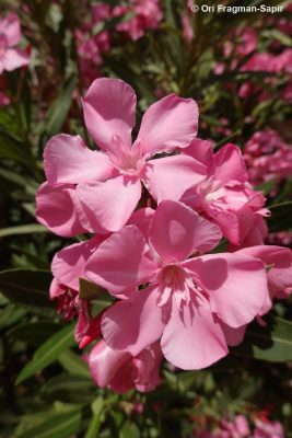 Nerium oleander L.