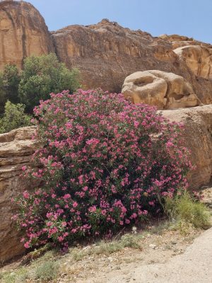 Nerium oleander L.