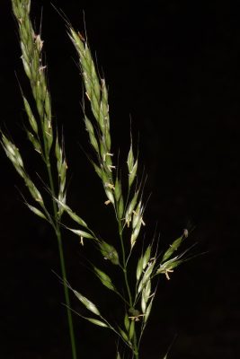 בולבסן קיפח Arrhenatherum elatius (L.) P.Beauv. ex J.Presl & C.Presl