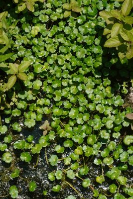 ספלילה מצויה Hydrocotyle ranunculoides L.f.