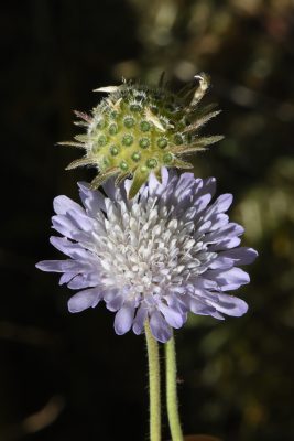 חוגית תמימה Knautia integrifolia (L.) Bertol.