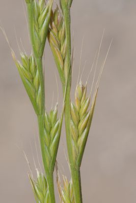 Lolium temulentum L.